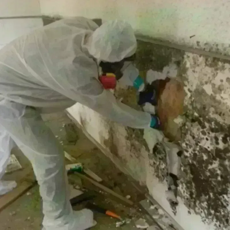 Mold Remediation and Removal in Hazel Dell, WA